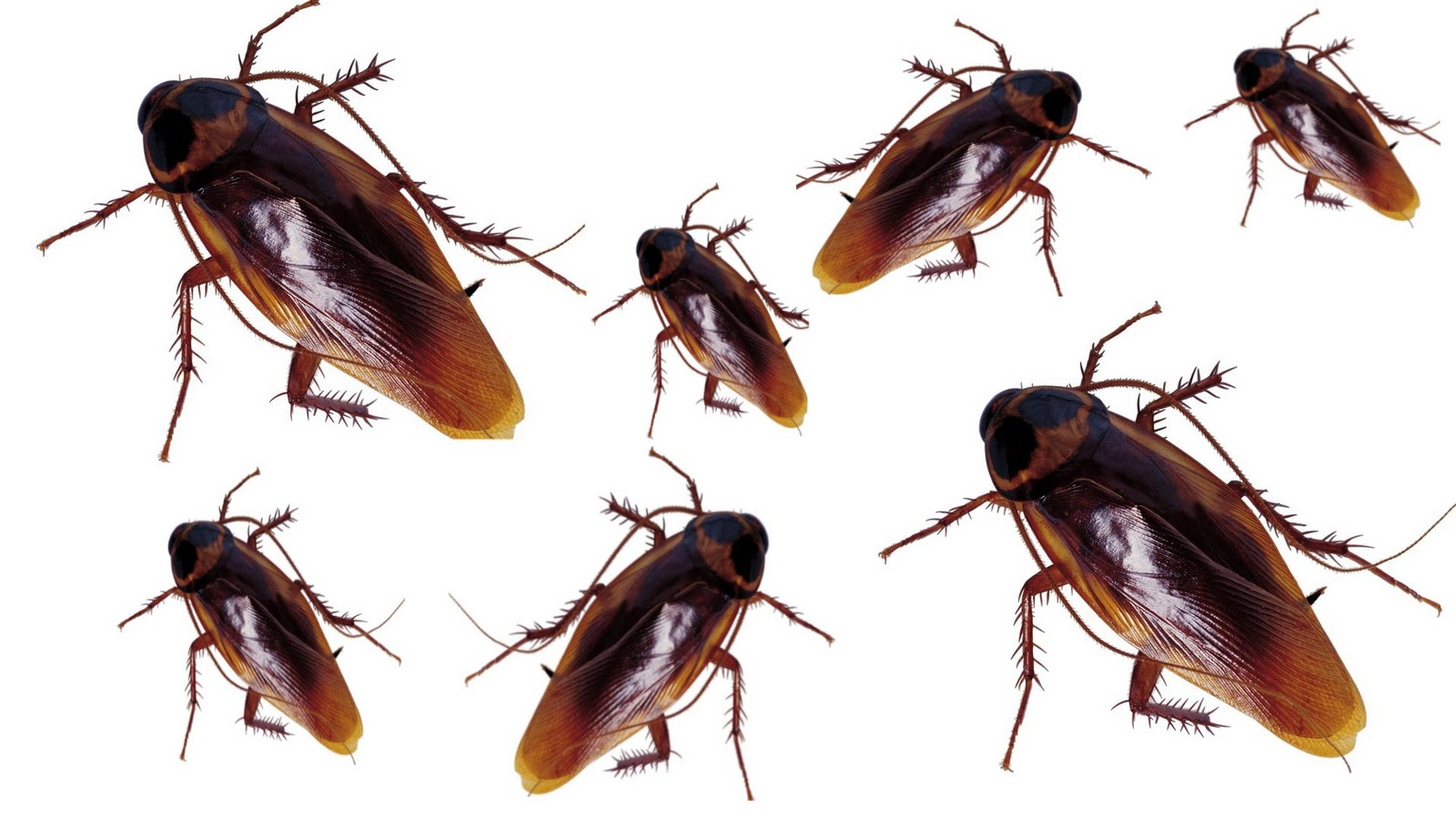 Dedetização de Barata